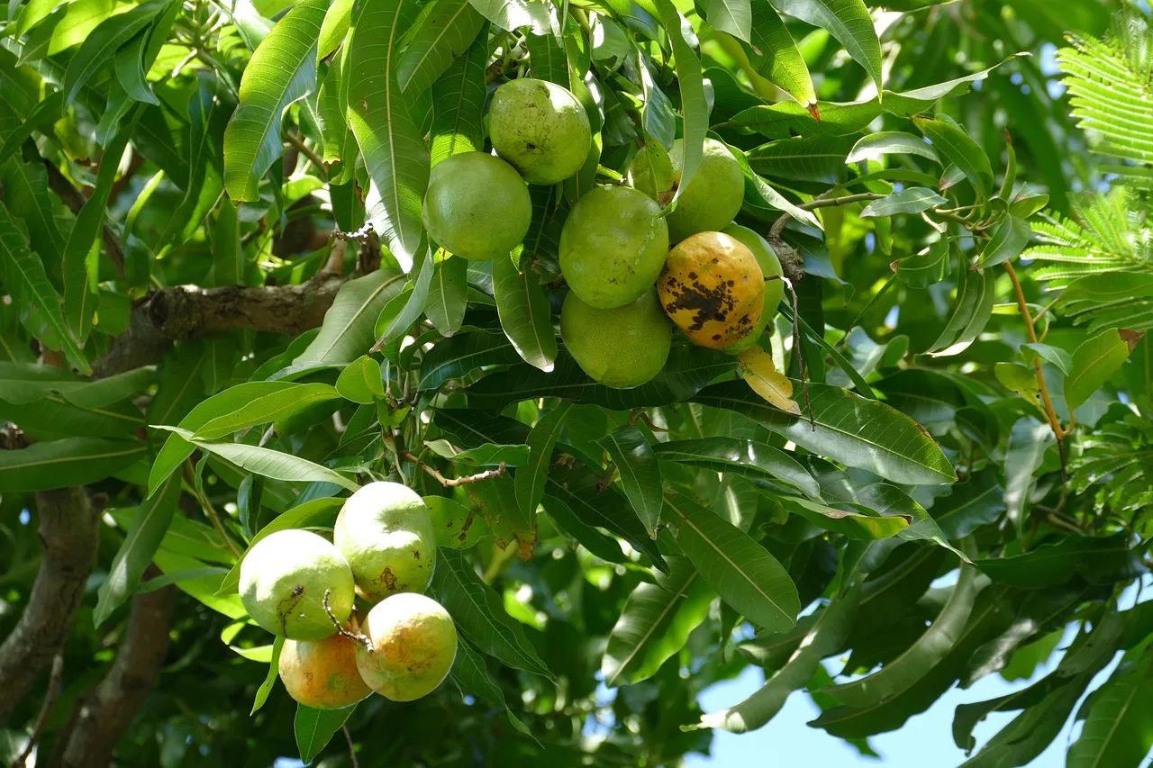 Roseau, Dominica