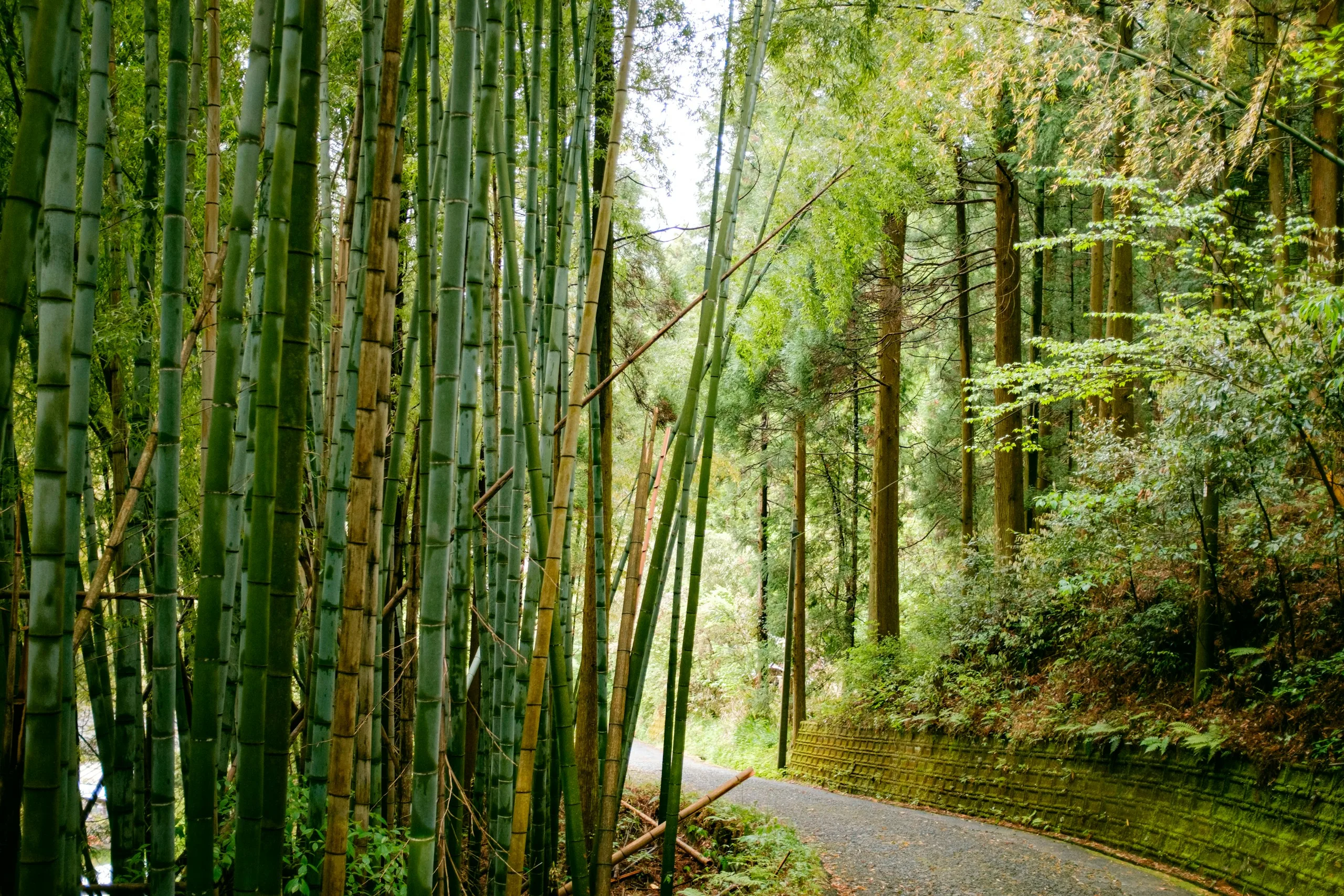 Kagoshima, Japan